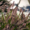 10 Dwarf BLACK FOUNTAIN GRASS Pennisetum Alopecuroides Viridescens Hardy Ornamental Seeds