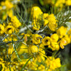 50 Yellow FEATHERY Silver CASSIA Green Senna Artemisioides Seeds
