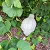 30 BLUE HUBBARD SQUASH New England Buttercup Cucurbita Pepo Vegetable Seeds