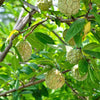 15 SUGAR APPLE Sweetsop Custard Apple Annona Squamosa Sweet Delicious Edible Fruit Tree Seeds