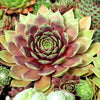 50 MOUNTAIN HOUSELEEK Hens & Chicks Sempervivum Montanum Green Red / Pink Flower Houseplant Seeds