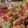 150 MIXED SEDUM Stonecrop Succulent Groundcover Red White Yellow Pink Purple Flower Seeds