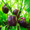 Purple Beauty Pepper Seeds – ( Sweet Mild Bell ) Capsicum Annuum Vegetable – photo 4