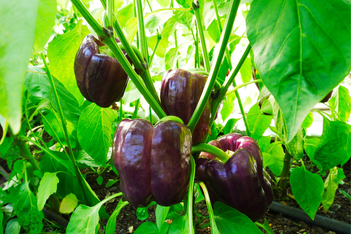 Purple Beauty Pepper Seeds – ( Sweet Mild Bell ) Capsicum Annuum Vegetable – photo 4