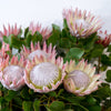 5 Giant KING PROTEA Cynaroides Sugarbush Rare 12" Flower Seeds