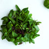 250 SIAM QUEEN Thai BASIL Ocimum Thyrsiflora Herb Flower Seeds
