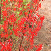 200 STANDING CYPRESS (Scarlet Gilia) Ipomopsis Rubra Flower Seeds
