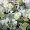20 SILVER DROP EUCALYPTUS Gunnii Cider Gum Silver Blue Foliage Florist Tree Seeds