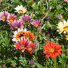 30 Mixed Colors GAZANIA Rigens Treasure Flower Seeds