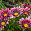 30 Mixed Colors GAZANIA Rigens Treasure Flower Seeds