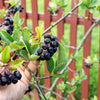 50 BLACK CHOKEBERRY Aronia Melanocarpa White Flower Fruit Shrub Seeds