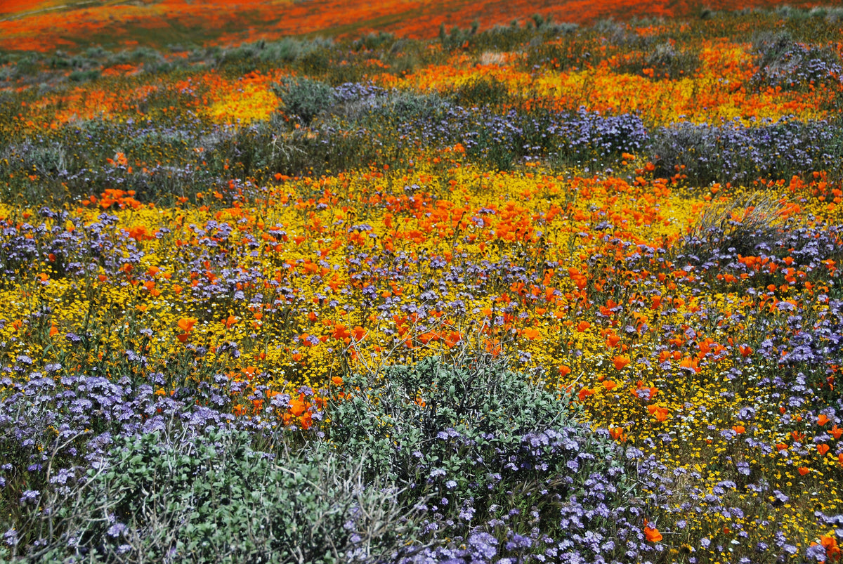 Mixed Colors California Poppy (Ballerina / Mission Bells) Eschscholzia Californica Flower Seeds – photo 9