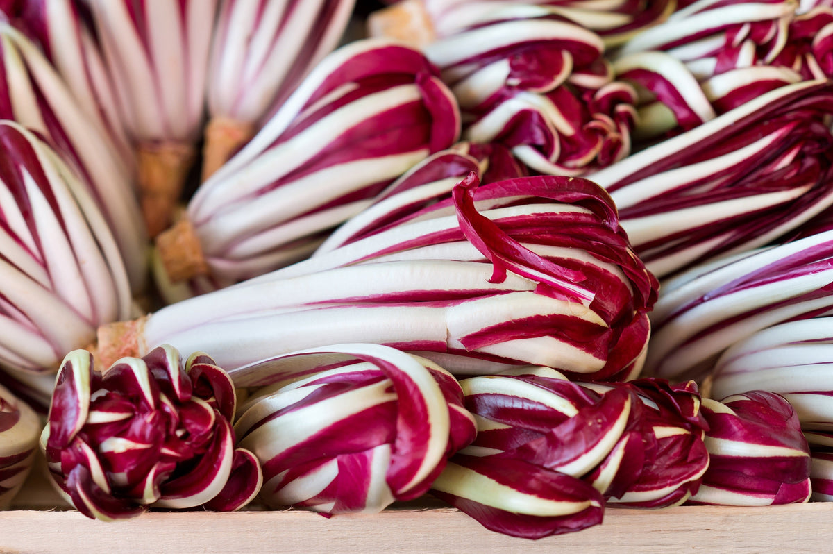 Radicchio Di Treviso Seeds – Radicchio Rose Vegetable – photo 5