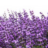 500 True ENGLISH LAVENDER VERA Lavandula Angustifolia Vera Herb Purple Flower Seeds