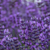 500 True ENGLISH LAVENDER VERA Lavandula Angustifolia Vera Herb Purple Flower Seeds