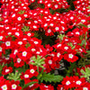 100 MIXED COLORS VERBENA Hybrida Compacta Flower Seeds