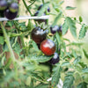 Black Cherry Tomato Seeds – Black Skin Sweet Round Lycopersicon Fruit Vegetable – photo 3