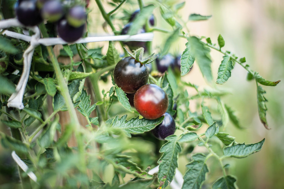 Black Cherry Tomato Seeds – Black Skin Sweet Round Lycopersicon Fruit Vegetable – photo 3