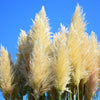 200 WHITE PAMPAS GRASS Cortaderia Selloana Ornamental Flower Seeds