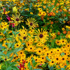 300 SWEET CONEFLOWER Rudbeckia Subtomentosa Yellow Black Eyed Susan Flower Seeds