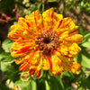 150 PEPPERMINT STICK ZINNIA Mix Mixed Colors Red Stripe Elegans Flower Seeds