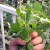 25 PAPALO Yerba Porosa, Summer Cilantro, Bolivian Coriander, Porophyllum Ruderale Culinary Herb Seeds