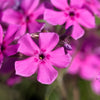 20 PRAIRIE PHLOX Pilosa Mixed Colors Pink Purple White Native Flower Seeds