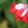 500 DANISH FLAG POPPY Red & White Queens Poppy Papaver Somniferum Danebrog Flower Seeds