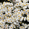 100 PEARLY EVERLASTING Anaphalis Margaritacea Fragrant Butterfly Flower Seeds