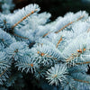 Grow Your Own CHRISTMAS TREE - Colorado Blue Spruce ( Picea Pungens Glauca ) Gift Packet of Tree Seeds