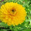 500 PACIFIC Beauty YELLOW MARIGOLD Calendula Officinalis Flower Seeds