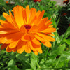 500 PACIFIC Beauty ORANGE MARIGOLD Calendula Officinalis Flower Seeds
