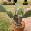 10 Orange PRICKLY PEAR CACTUS Nopal Indian Fig Opuntia Ficus-Indica Fruit Flower Seeds