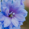 350 Blue with Pink ROCKET LARKSPUR DELPHINIUM Consolida Ajacis Seeds