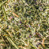 Cimarron Alfalfa Seeds – Medicago Sativa Ground Cover Forage Purple Flower – photo 10