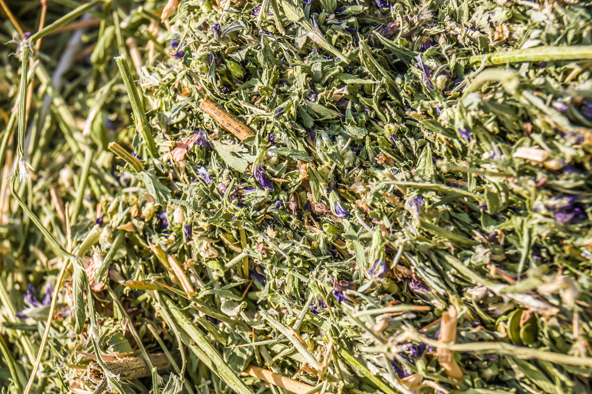 Cimarron Alfalfa Seeds – Medicago Sativa Ground Cover Forage Purple Flower – photo 10