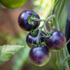 Purple Cherry Tomato Seeds – Lycopersicon Indeterminate Fruit Vegetable – photo 4