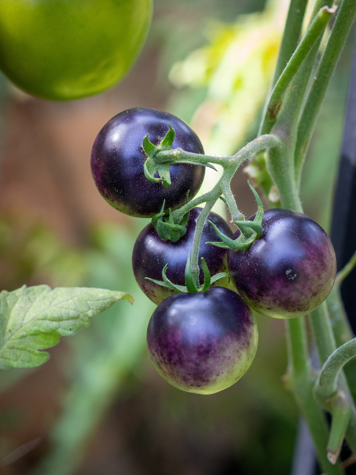 Purple Cherry Tomato Seeds – Lycopersicon Indeterminate Fruit Vegetable – photo 4