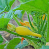 50 YELLOW CROOKNECK SQUASH Summer Cucurbita Pepo Crooked Neck Vegetable Seeds