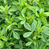 Cimarron Alfalfa Seeds – Medicago Sativa Ground Cover Forage Purple Flower – photo 3