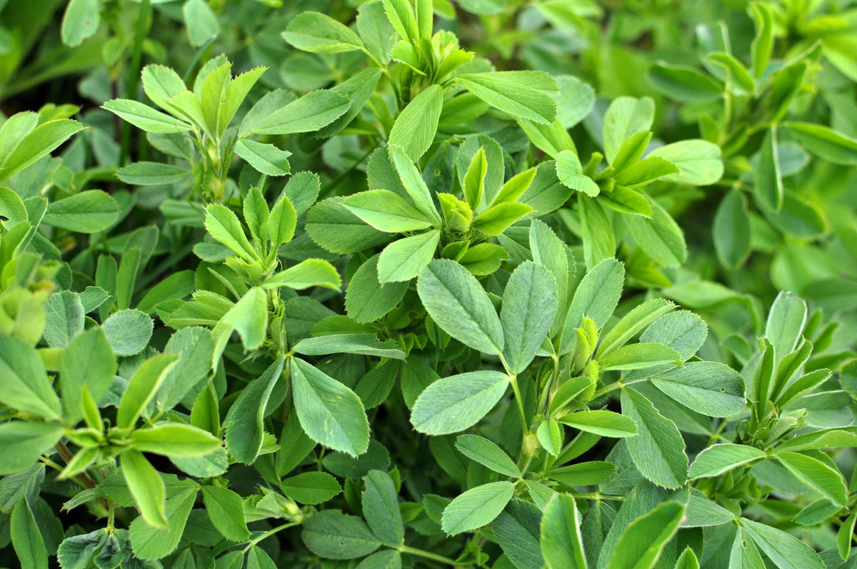 Cimarron Alfalfa Seeds – Medicago Sativa Ground Cover Forage Purple Flower – photo 3