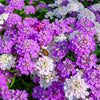 2000 Fairy DWARF MIX CANDYTUFT Iberis Umbellata Flower Seeds