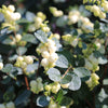 Dwarf Creeping Snowberry Seeds – Shrub White Pink Flower Symphoricarpos Mollis – photo 3