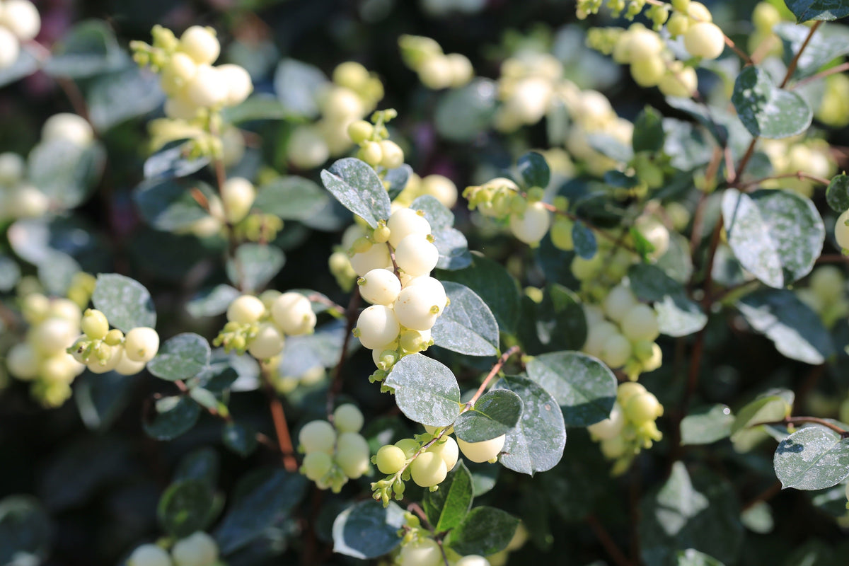 Dwarf Creeping Snowberry Seeds – Shrub White Pink Flower Symphoricarpos Mollis – photo 3