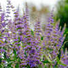 25 CHASTE BERRY TREE Vitex Agnus Castus Monk's Pepper Purple Fragrant Flower Seeds