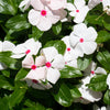 100 BRIGHT EYES PERIWINKLE Vinca Rosea Dwarf White & Pink Flower Seeds