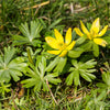10 WINTER ACONITE Eranthis Hyemalis Yellow Sun Shade Flower Seeds
