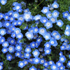 250 BABY BLUE EYES Nemophila Menziesii Fragrant Butterfly Flower Seeds