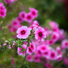 100 BRILLIANT PHLOX Drummondii Two Tone Pink Flower Seeds