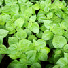 500 CLOVE BASIL Ocimum Basilicum Herb Flower Seeds